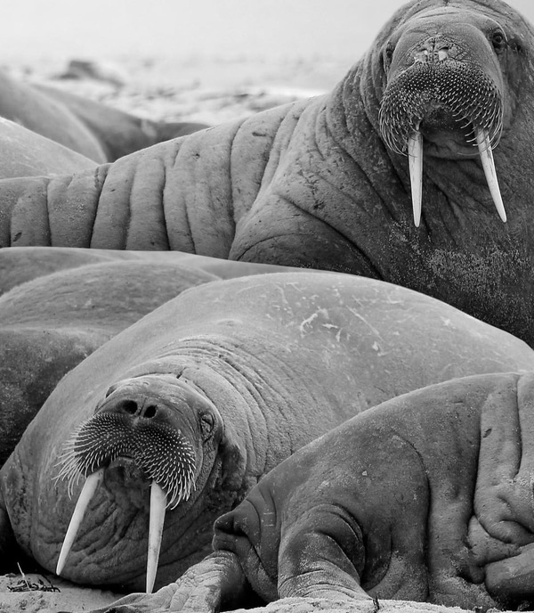 SFB 07 – foot bath Massage for tired feet